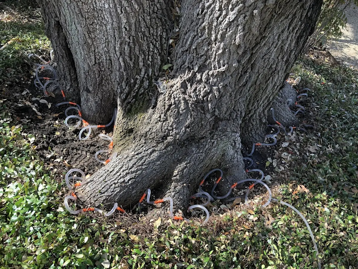 Detailed Tree Cabling and Bracing job site in Stebbins